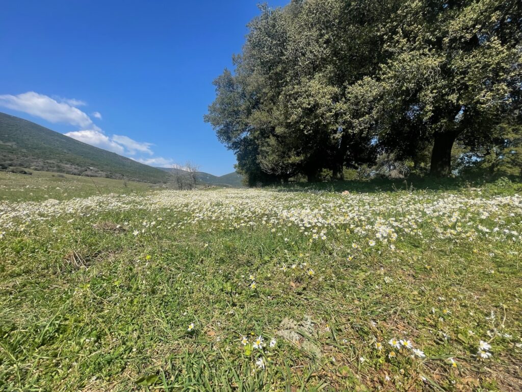 Δρυς Αγ. Τριάδα