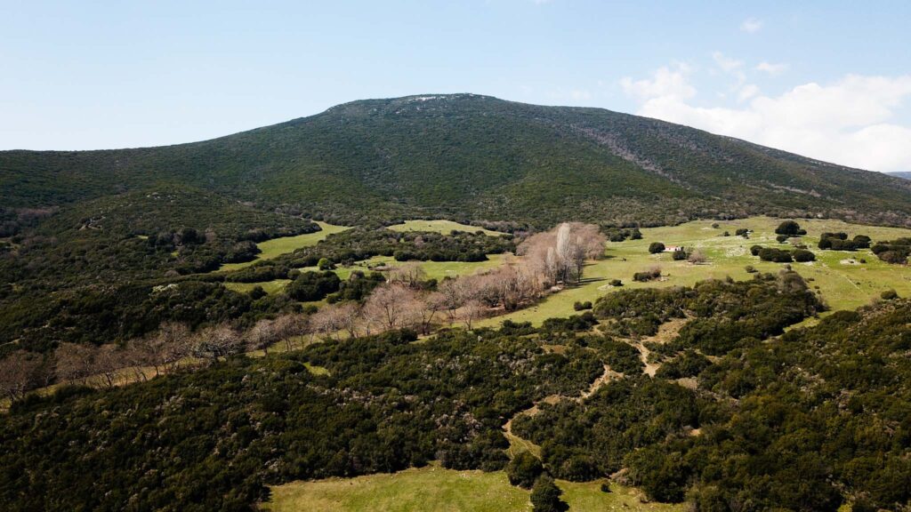 Ρέμα και Πλατάνια