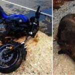 MHXANH AGRIOGOUROUNO