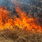 φωτια χορτα.jpg 1024x489 1