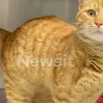 gata sfaira marousi 1 1200x675 1