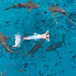 gorgona 3 1200x675 1