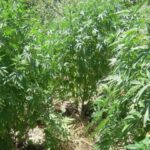 w26 15380411024x768 1