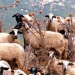 1000 316908a6 3b76 4a0d ae92 0b9177803d0b