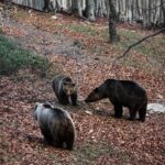 65d61dc8514e0e153480a8b7e847149c L