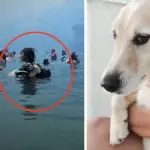 amor2 15092025 1200x675 1