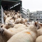 b06e213f 4d69 4fa2 a576 ab33e1fc723e 1200