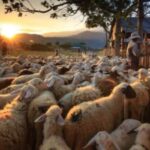 ktinotrofikes monades