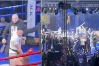 boxer 1