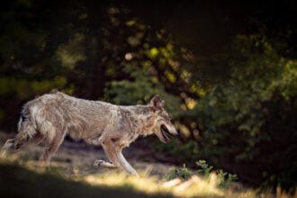 lykos