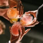 op 782x440 1 782x440 1