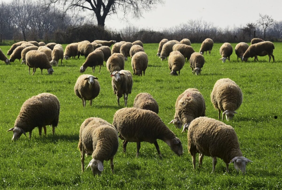 202511291129525306 1200x809 1