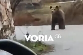 arkoyda
