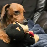 jealous dog scaled e1764834967335 2048x1442 1