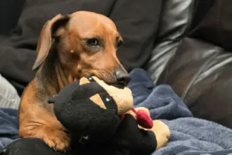 jealous dog scaled e1764834967335 2048x1442 1