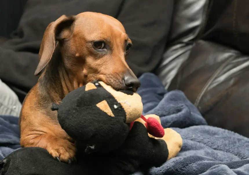 jealous dog scaled e1764834967335 2048x1442 1