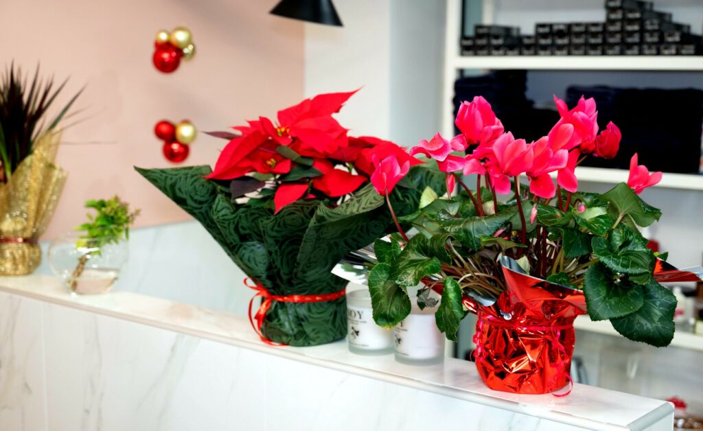 nantia paparoupa 70 1