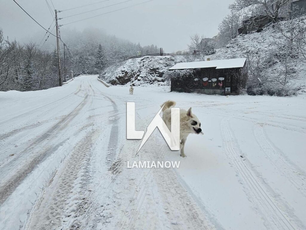 photo 17688135829266460922249641283266