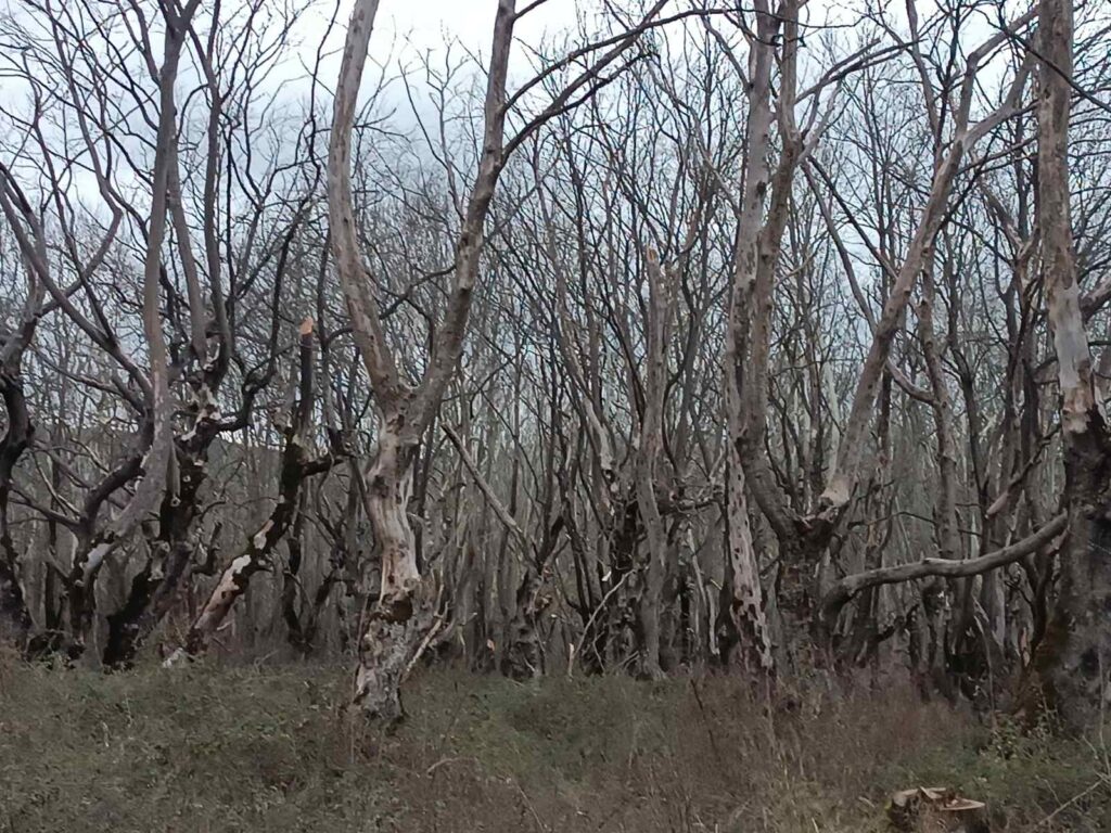 εικόνα Viber 2026 02 09 17 22 03 529