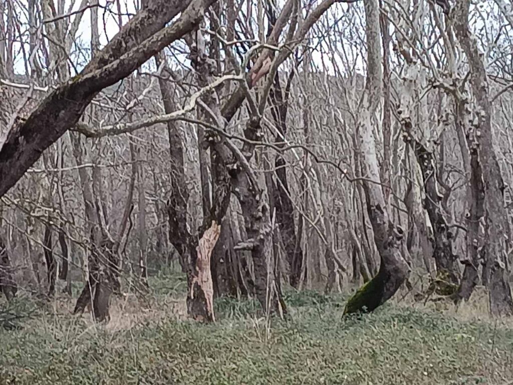 εικόνα Viber 2026 02 09 17 22 04 925