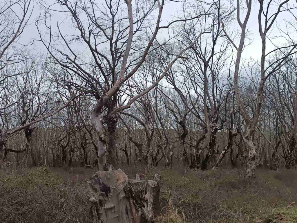 εικόνα Viber 2026 02 09 17 22 12 561