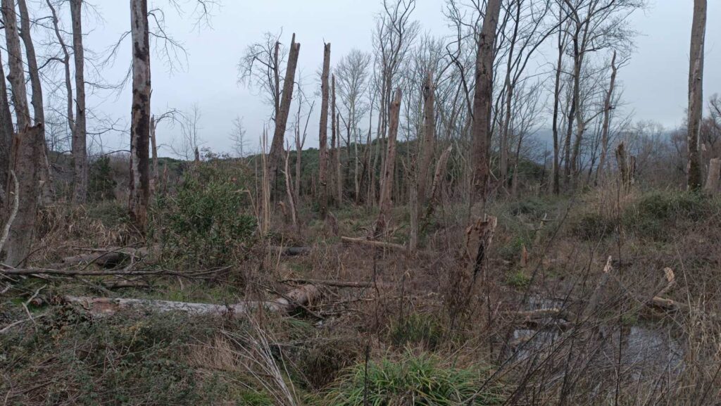 εικόνα Viber 2026 02 09 17 23 05 772