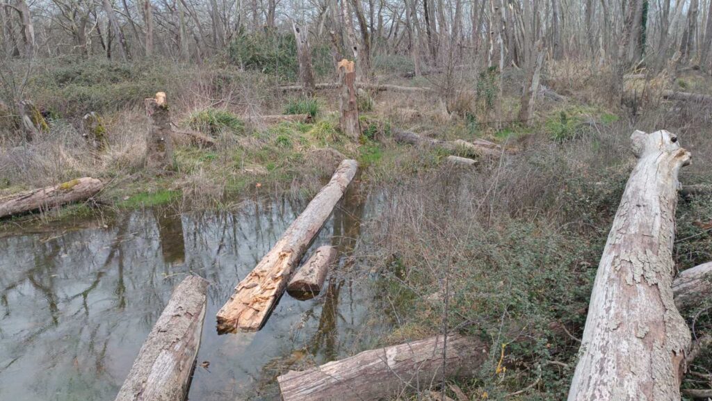 εικόνα Viber 2026 02 09 17 23 25 335