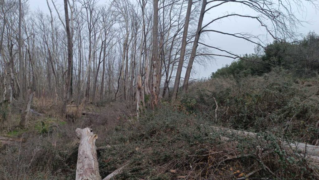 εικόνα Viber 2026 02 09 17 23 59 998