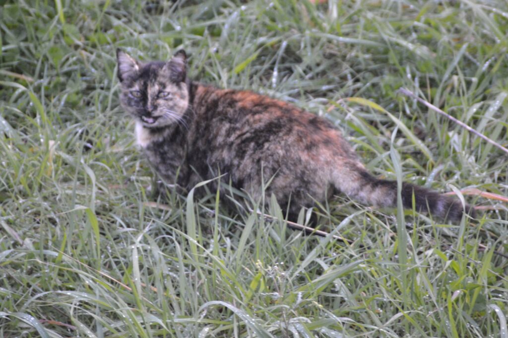 ptelea sign cat on road squar02