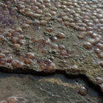 10bc89ad3610725ea66d5a48c09f0e53 L