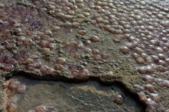 10bc89ad3610725ea66d5a48c09f0e53 L