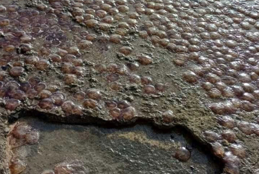 10bc89ad3610725ea66d5a48c09f0e53 L