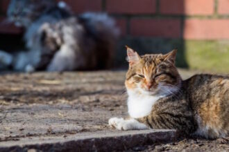 gata