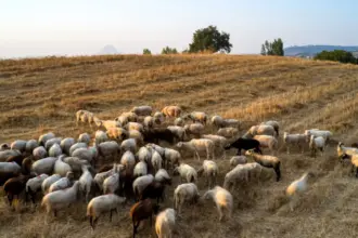 provata eur 1200x675 1