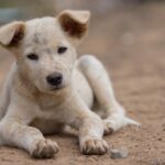210401192157 dog 15