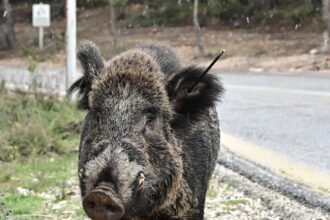 agriogourouna 1