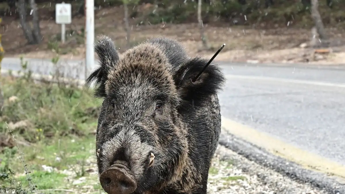 agriogourouna 1