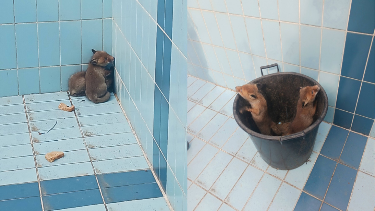 alepoudakia