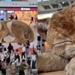 china cat airport