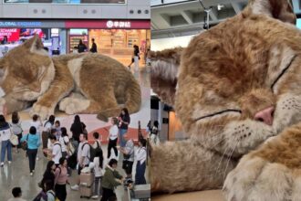 china cat airport
