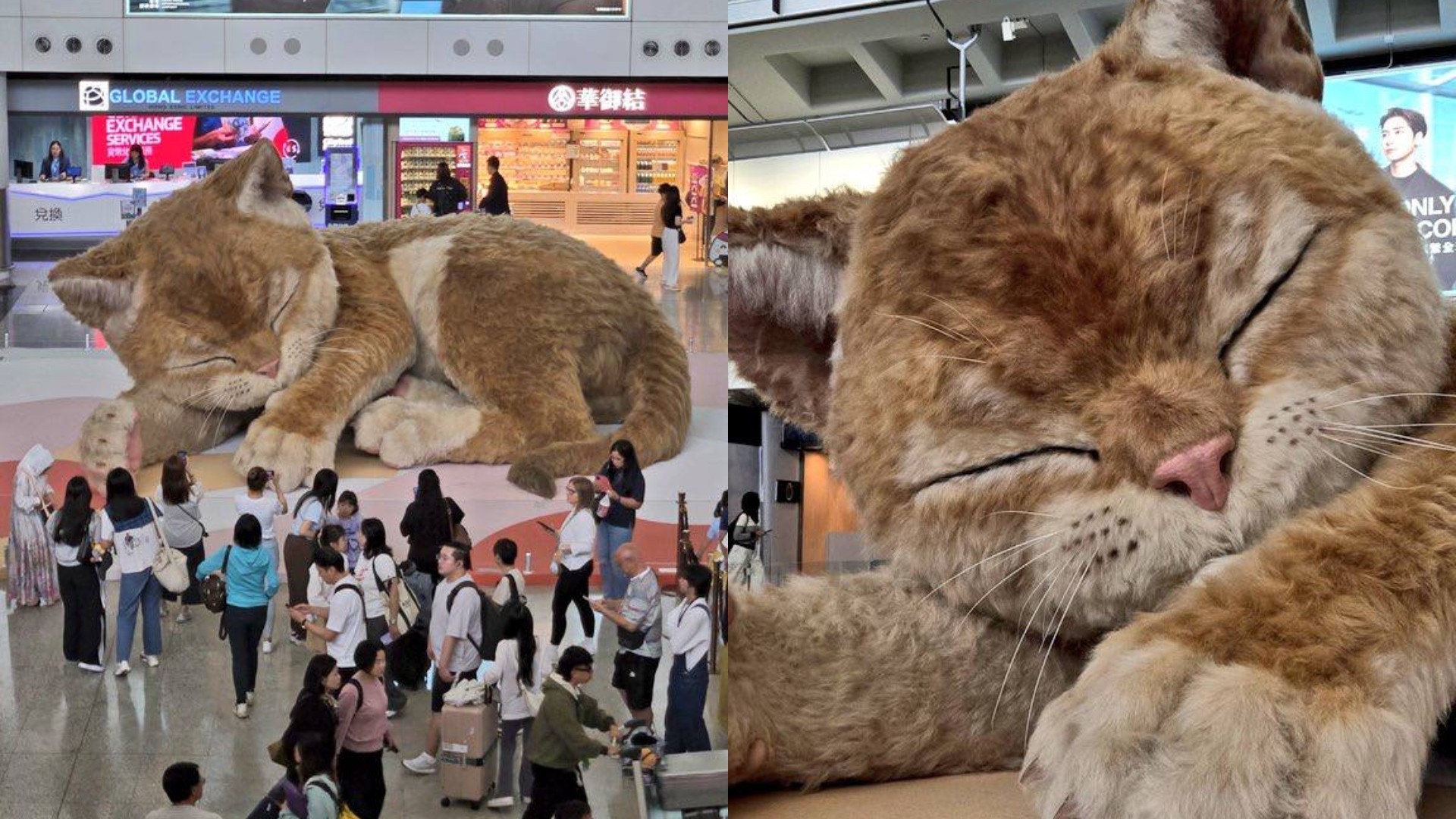 china cat airport