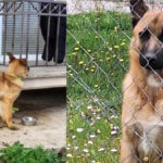 ermis