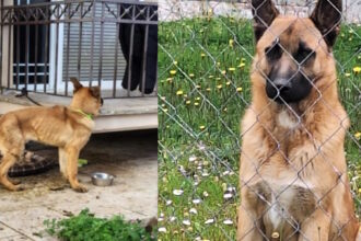 ermis