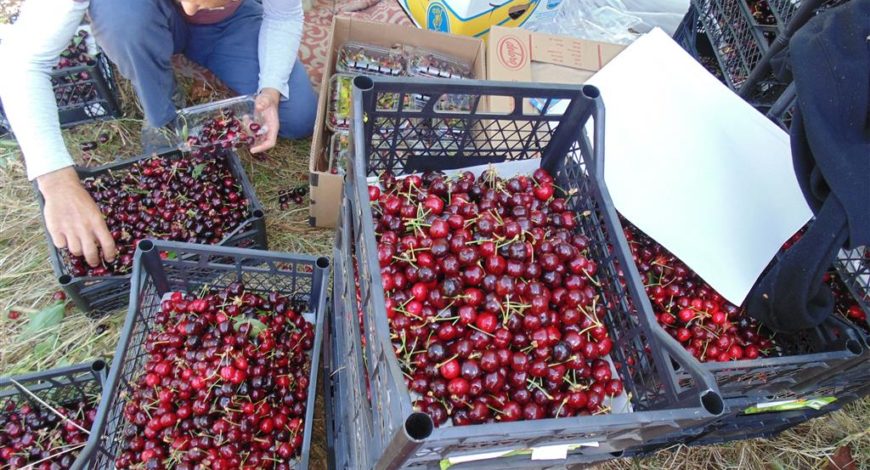 DSC00141 870x470 1