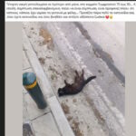 gatoula timf