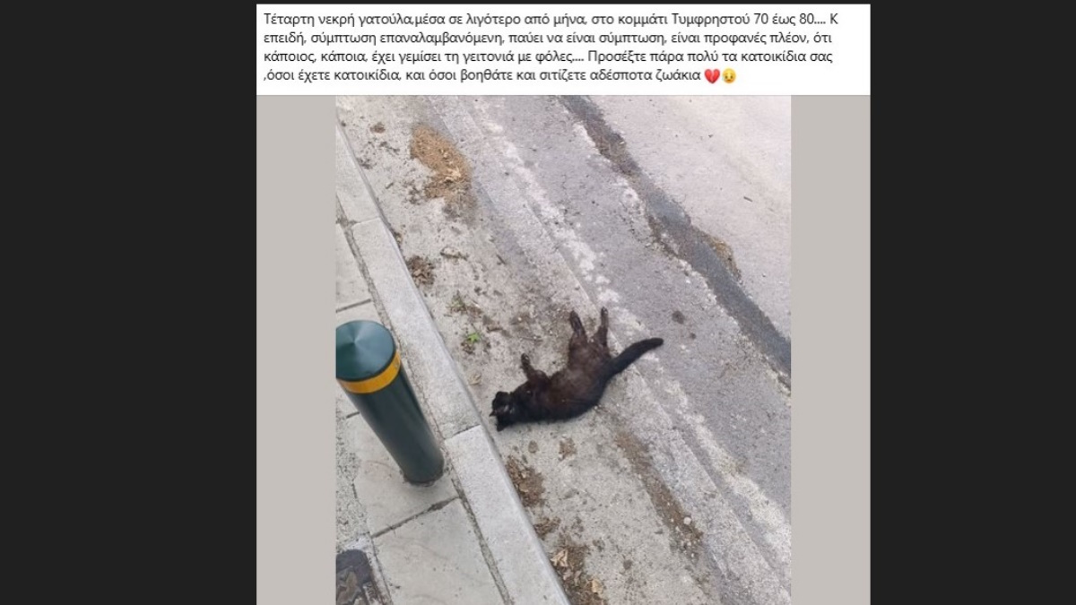 gatoula timf