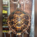 1200 turtle