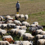 Αγρότες και κτηνοτρόφοι στη Φθιώτιδα με φόντο καλλιέργεια μηδικής και αγροτική δραστηριότητα