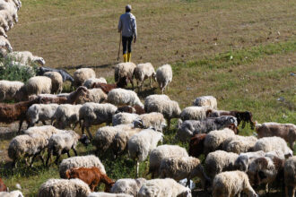 Αγρότες και κτηνοτρόφοι στη Φθιώτιδα με φόντο καλλιέργεια μηδικής και αγροτική δραστηριότητα