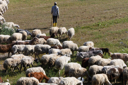 Αγρότες και κτηνοτρόφοι στη Φθιώτιδα με φόντο καλλιέργεια μηδικής και αγροτική δραστηριότητα